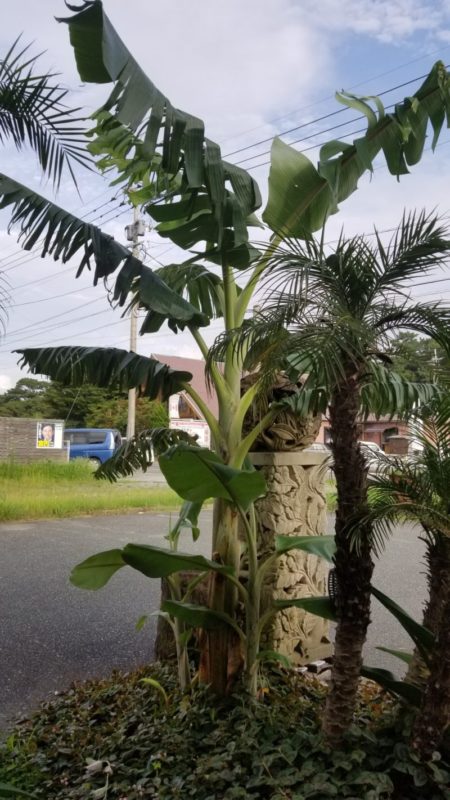 7月のバナナ